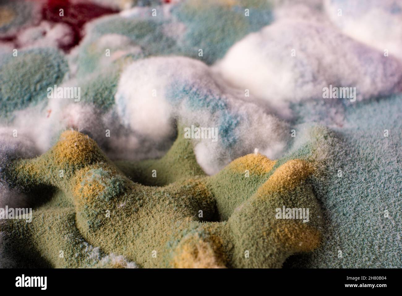 Dangerous mold on food Close up of mold on rotten fruit Stock Photo Alamy