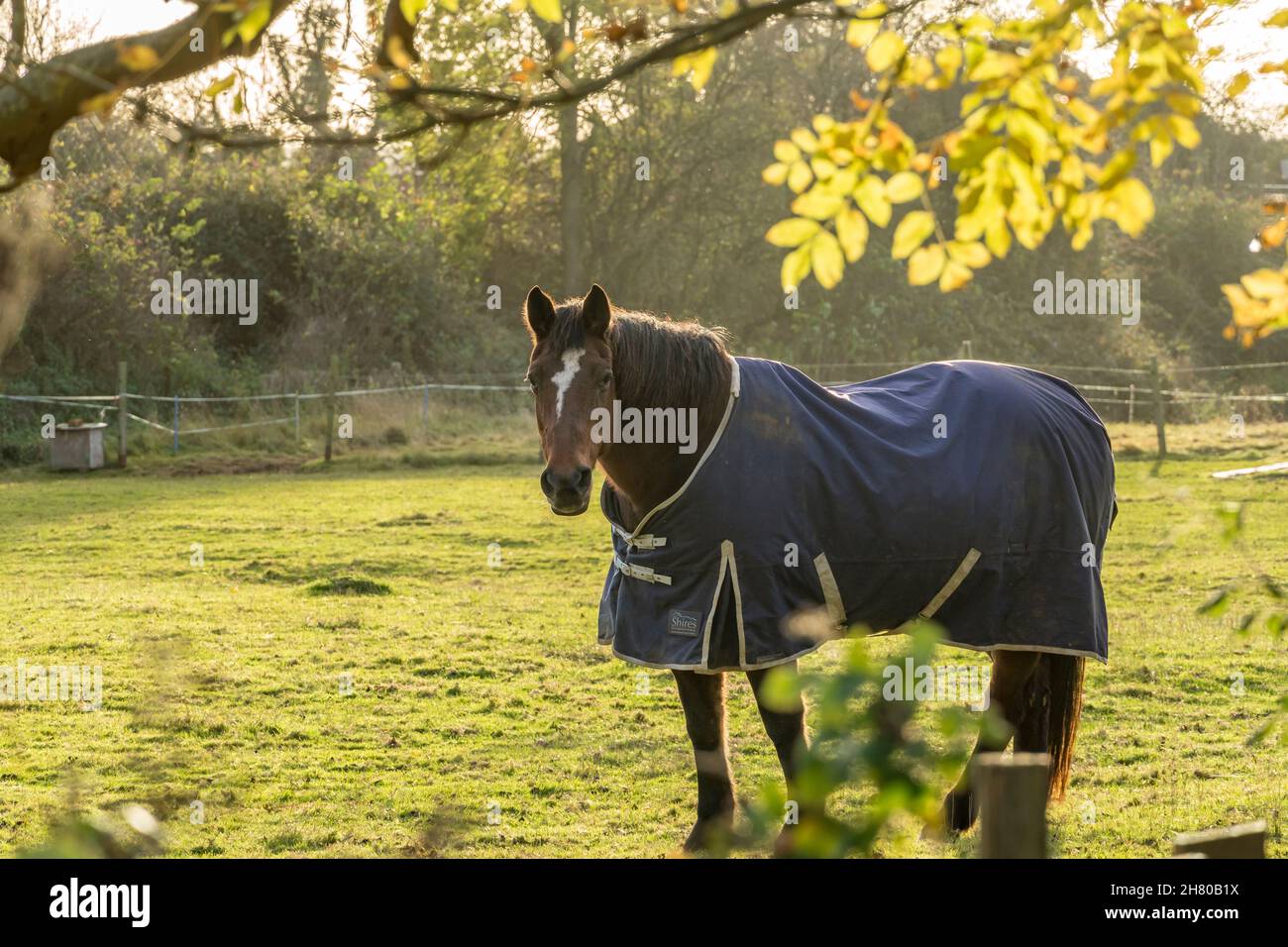 Horse in field wearing Shires coat to keep warm Stock Photo