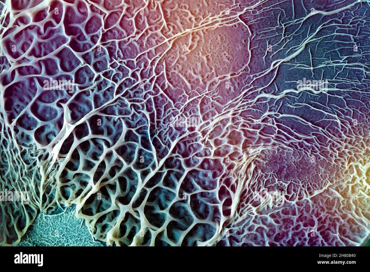 The texture of the bacterial film biofilm on a nutrient medium in a petri dish Stock Photo