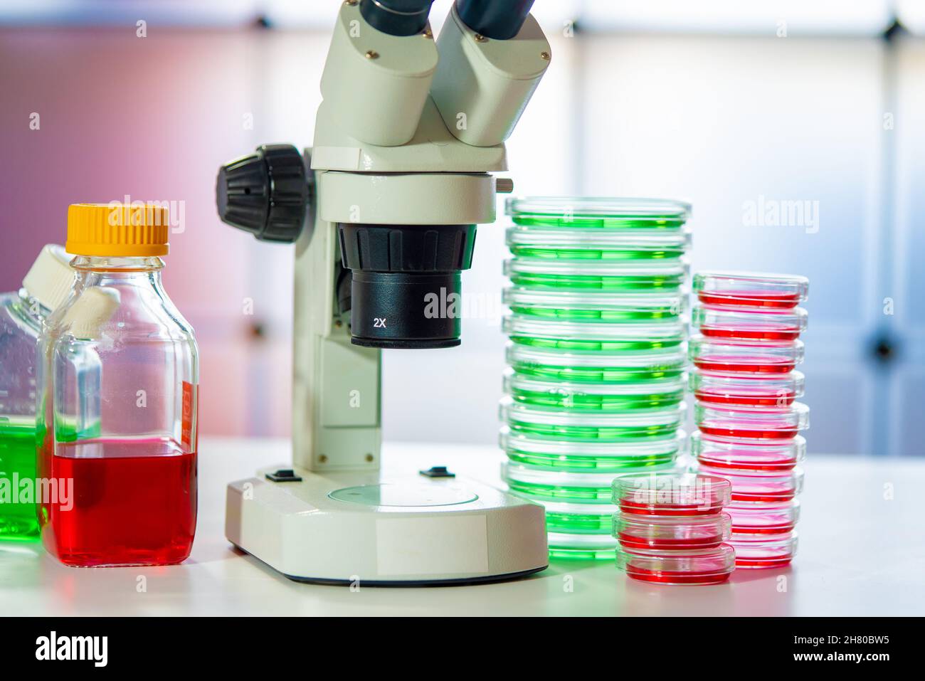 Petri dishes with samples food products and a microscope in the ...