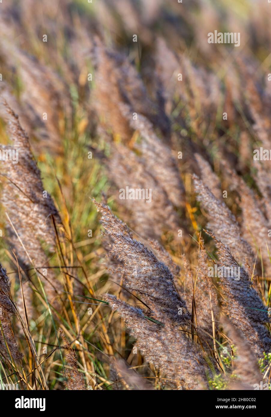 abstract of grasses blowing in the wind, moving blades of grass and