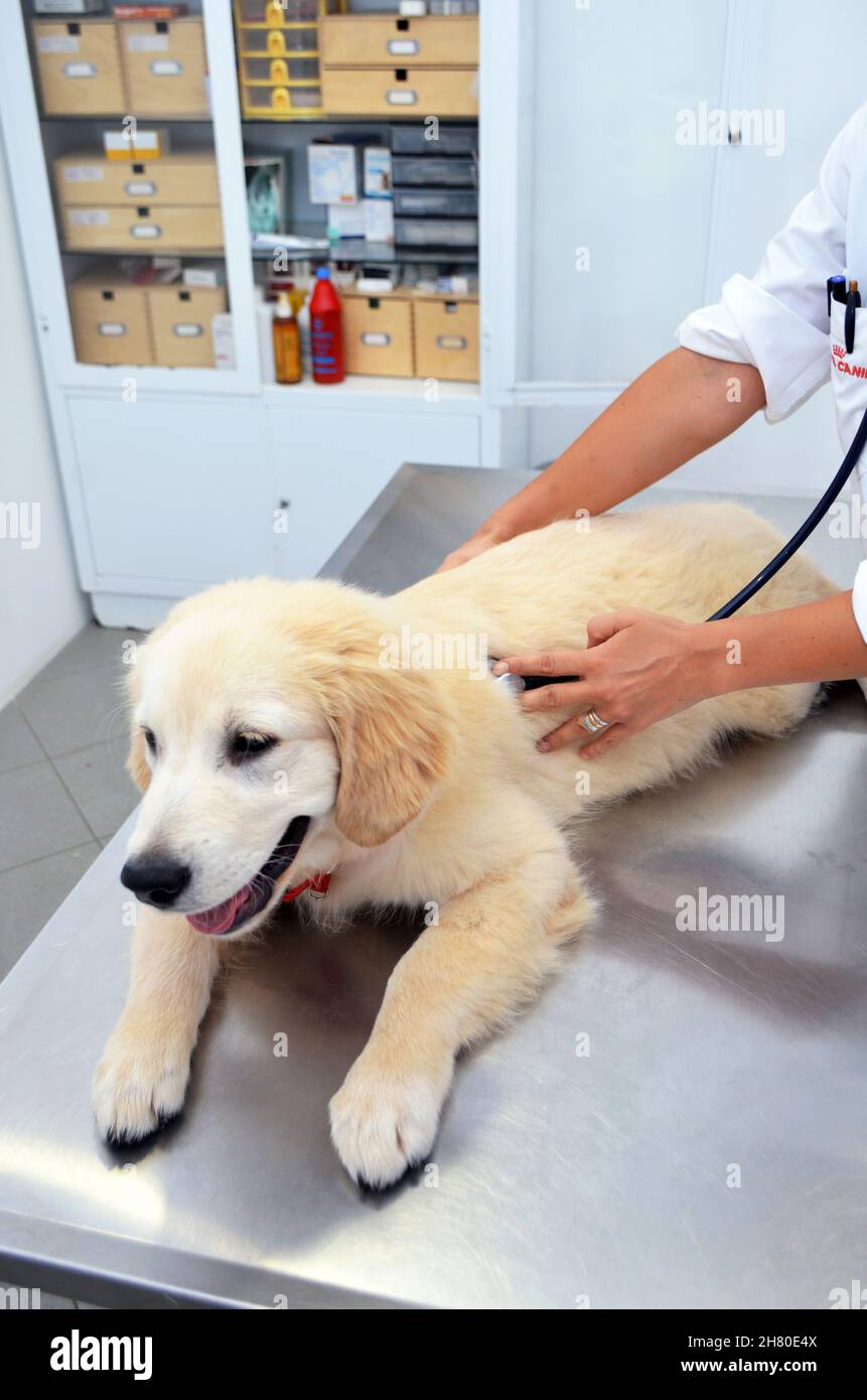 Golden Retriever puppy at vets Stock Photo Alamy