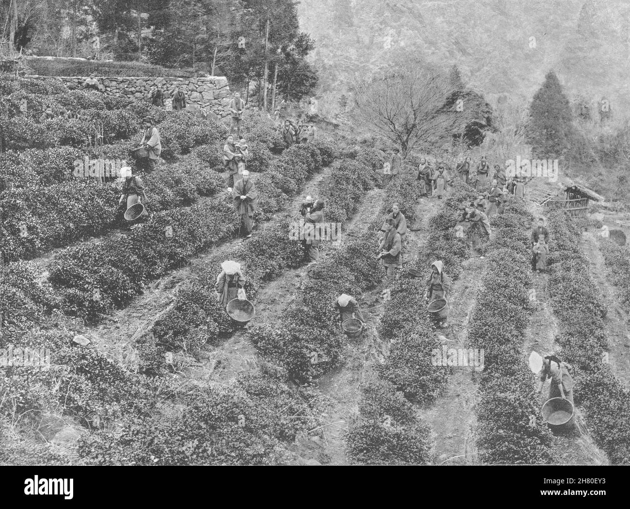 JAPAN. Kobe- A Tea Plantation outside the Town 1895 old antique print picture Stock Photo