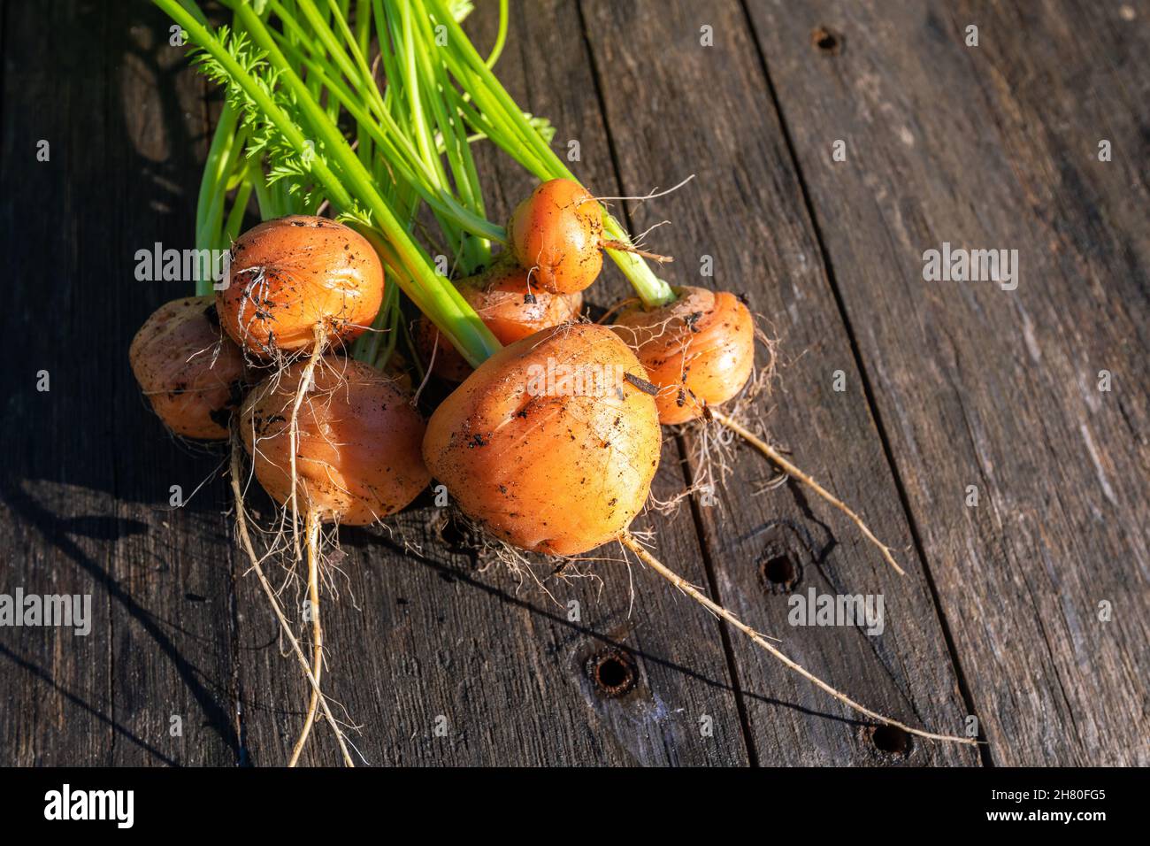 Fresh organic round carrots from the home garden bed on barn wood table