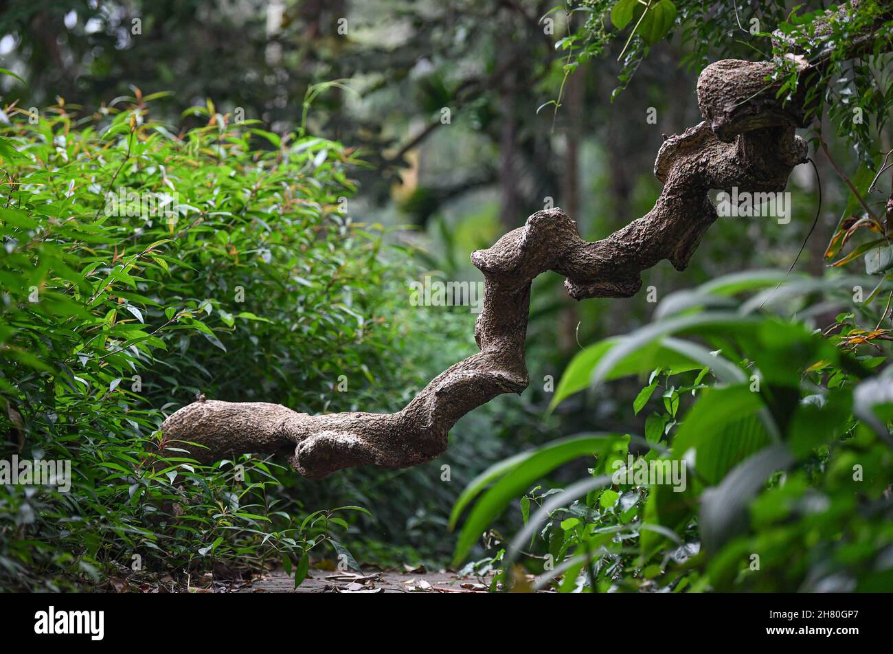(211126) -- HAIKOU, Nov. 26, 2021 (Xinhua) -- Photo taken on Nov. 17, 2021 shows the Entada phaseoloides in Hainan Tropical Botanical Garden in Danzhou City, south China's Hainan Province. Hainan Tropical Botanical Garden, located in Danzhou of south China's Hainan, was founded in 1958 and is now affiliated with Chinese Academy of Tropical Agricultural Sciences. The garden, with over 2,600 kinds of tropical and subtropical plants collected from more than 40 countries and regions, is a treasure house of tropical plant resources including flowers, fruit trees, medicinal plants and economic plant Stock Photo