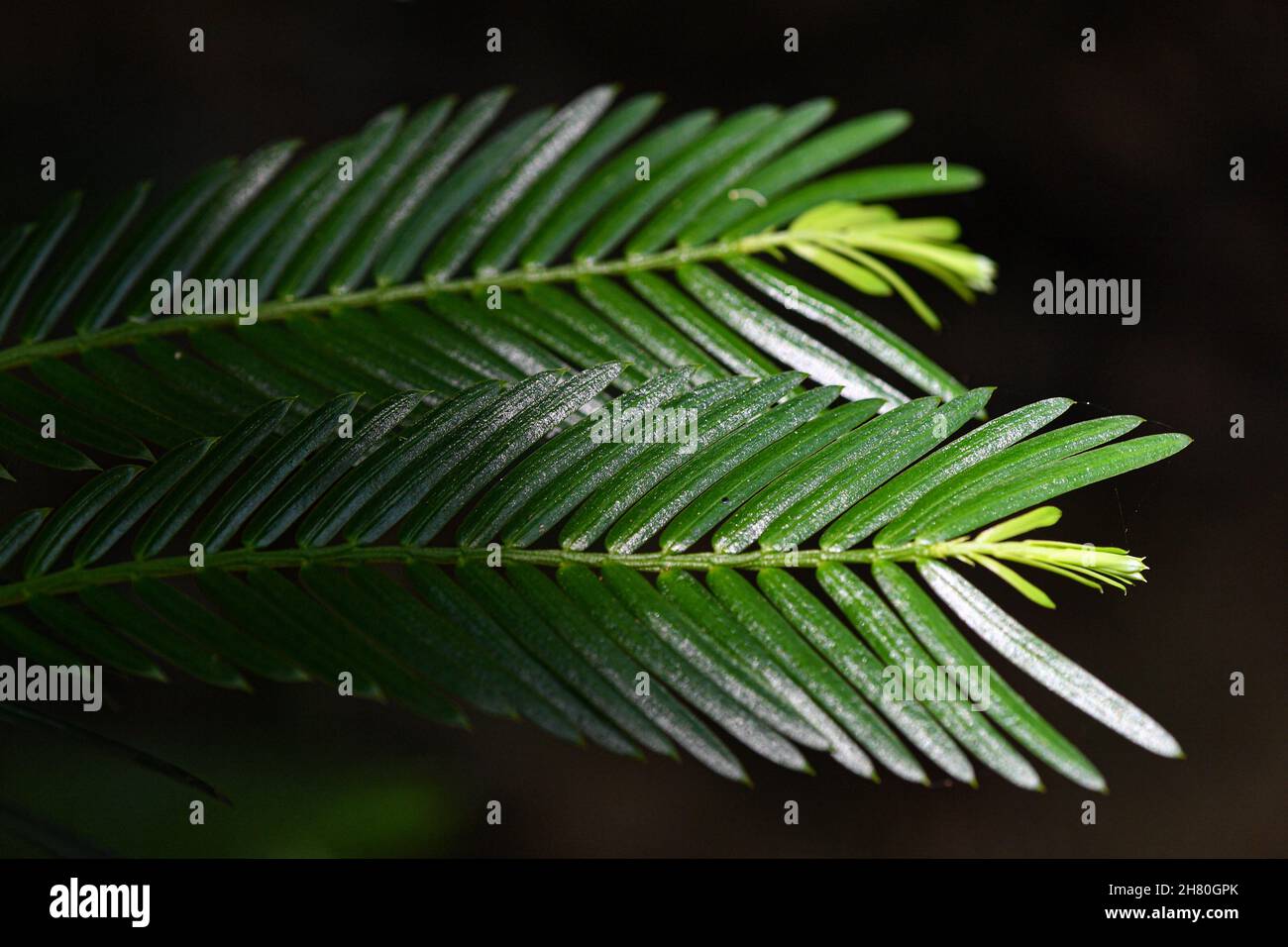(211126) -- HAIKOU, Nov. 26, 2021 (Xinhua) -- Photo taken on May 17, 2021 shows the Cephalotaxus hainanensis in Hainan Tropical Botanical Garden in Danzhou City, south China's Hainan Province. Hainan Tropical Botanical Garden, located in Danzhou of south China's Hainan, was founded in 1958 and is now affiliated with Chinese Academy of Tropical Agricultural Sciences. The garden, with over 2,600 kinds of tropical and subtropical plants collected from more than 40 countries and regions, is a treasure house of tropical plant resources including flowers, fruit trees, medicinal plants and economic p Stock Photo