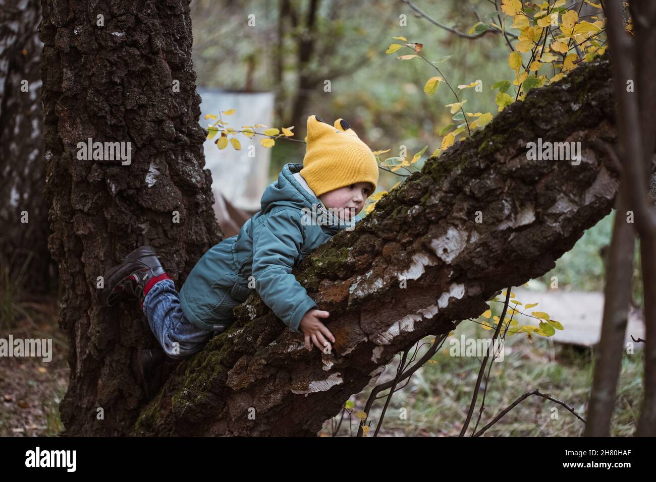 Little caucasian boy in green coat climbing tree in the autumn forest. Stock Photo