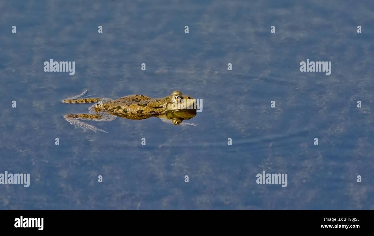 SIngle frog in a pool, in Bourgoyen nature reserve, Flanders, Belgium ...