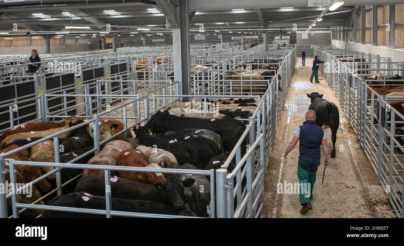 Cattle pens uk hi-res stock photography and images - Alamy