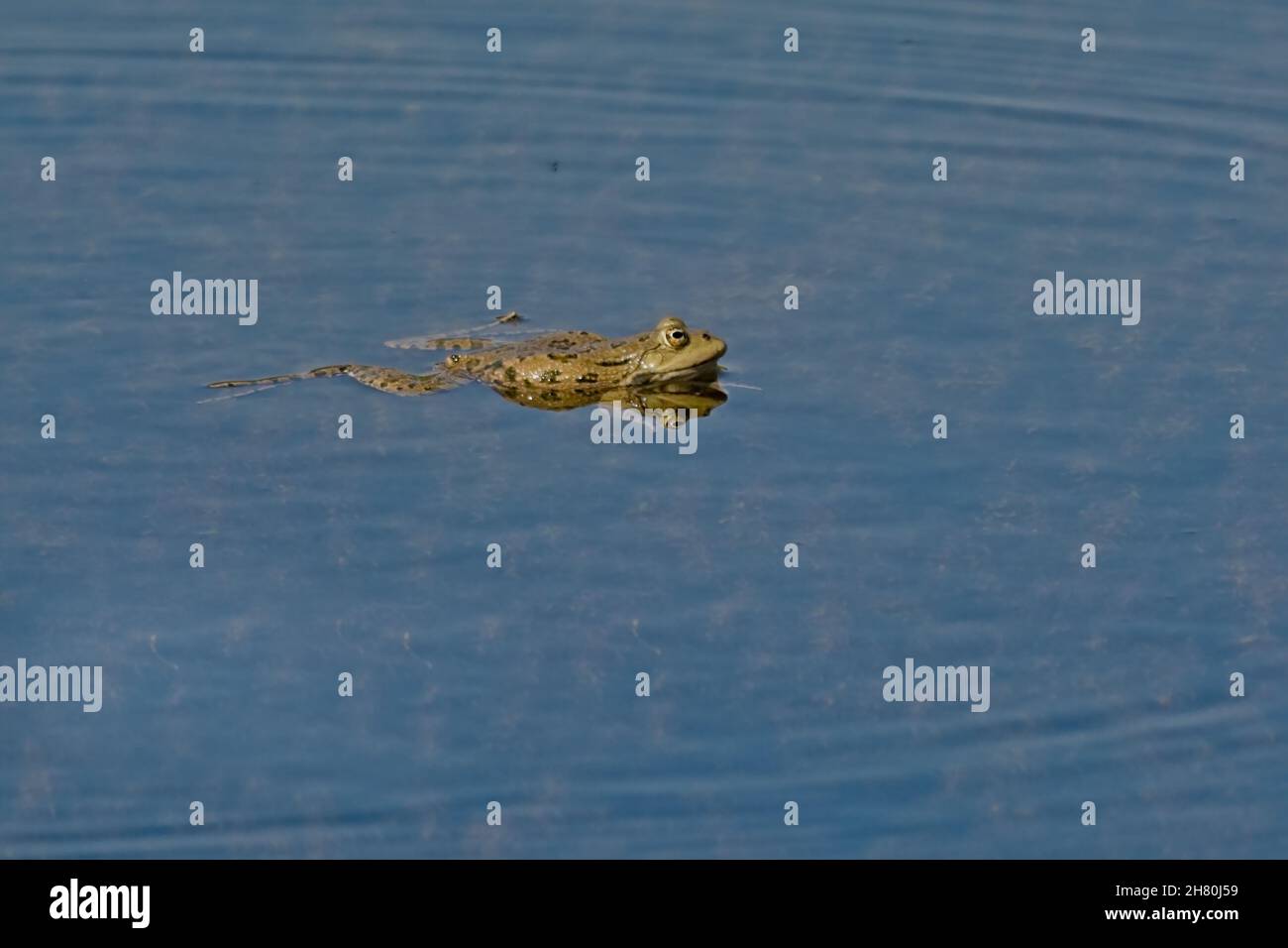 SIngle frog in a pool, in Bourgoyen nature reserve, Flanders, Belgium ...