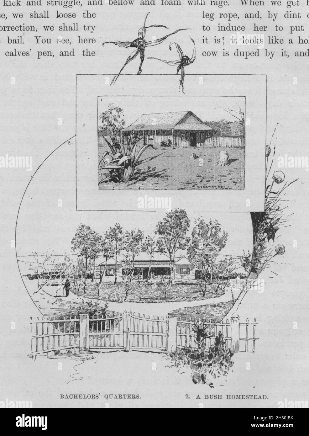 Bachelors' Quarters and A Bush Homestead. Australia 1890 old antique print Stock Photo