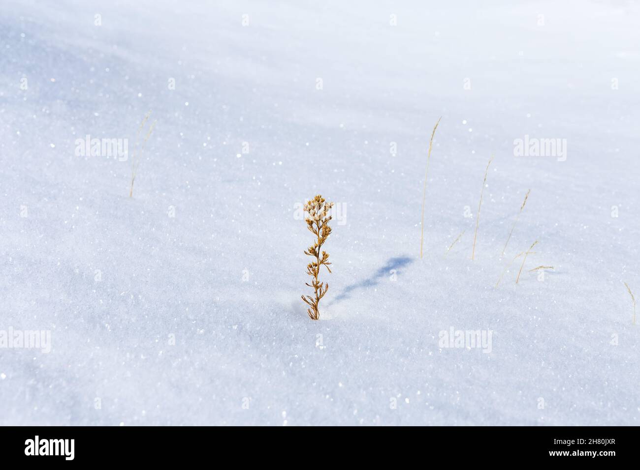 Yellow dried plants in the center of white snow meadow or field. Mimimalistic winter concept. Stock Photo