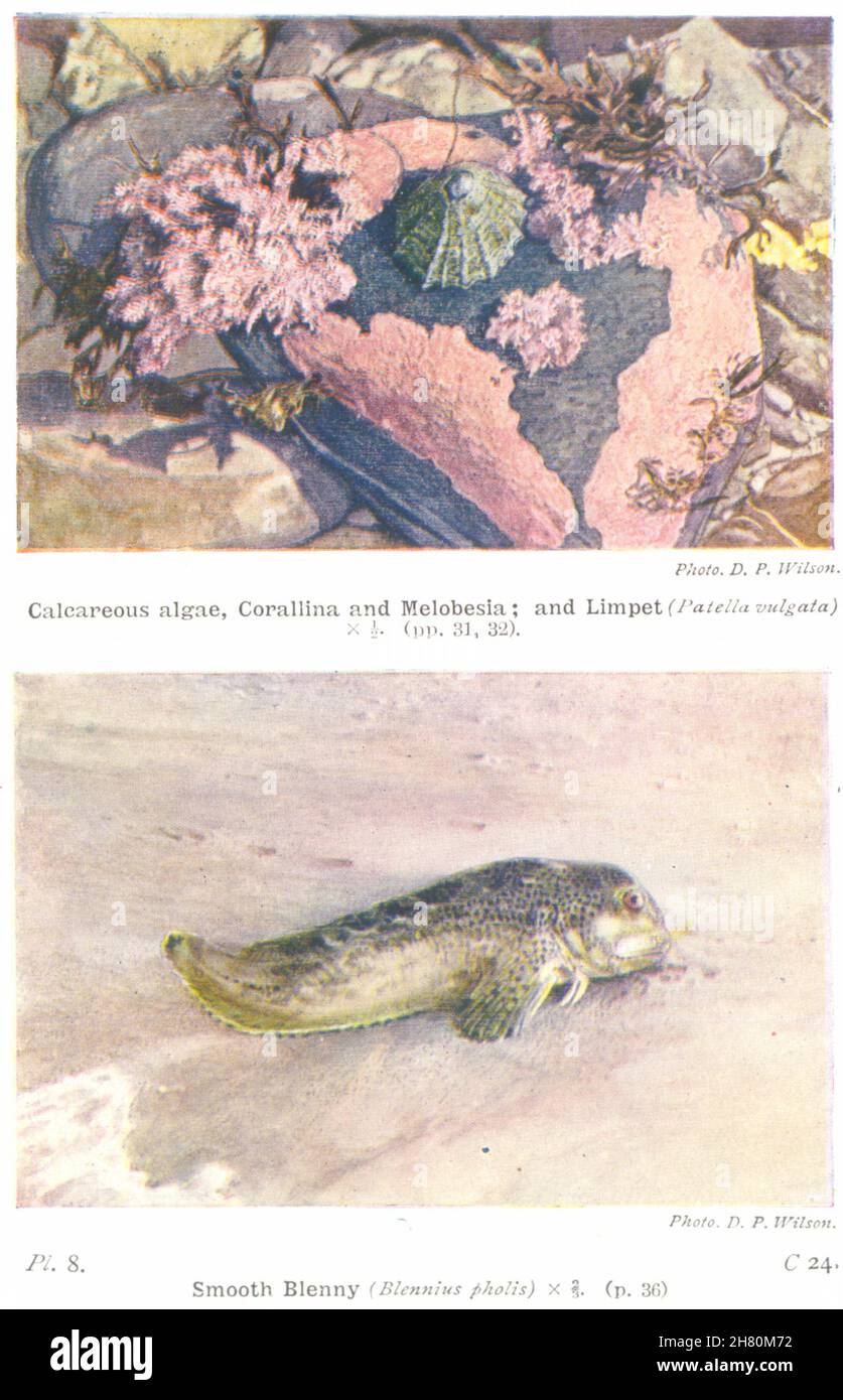 ALGAE. Calcareous, Corallina & Melobesia; & Limpet; Smooth Blenny 1936 print Stock Photo