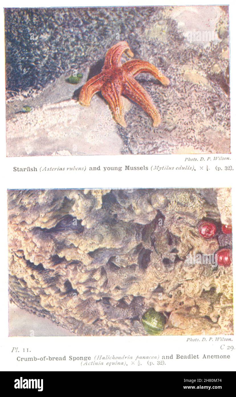 SEA STARS. Starfish; young Mussels; Crumb- - bread Sponge; Beadlet Anemone 1936 Stock Photo