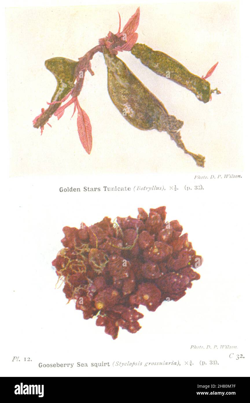 ASCIDIANS. Golden Stars Tunicate; Gooseberry Sea Squirt 1936 vintage print Stock Photo