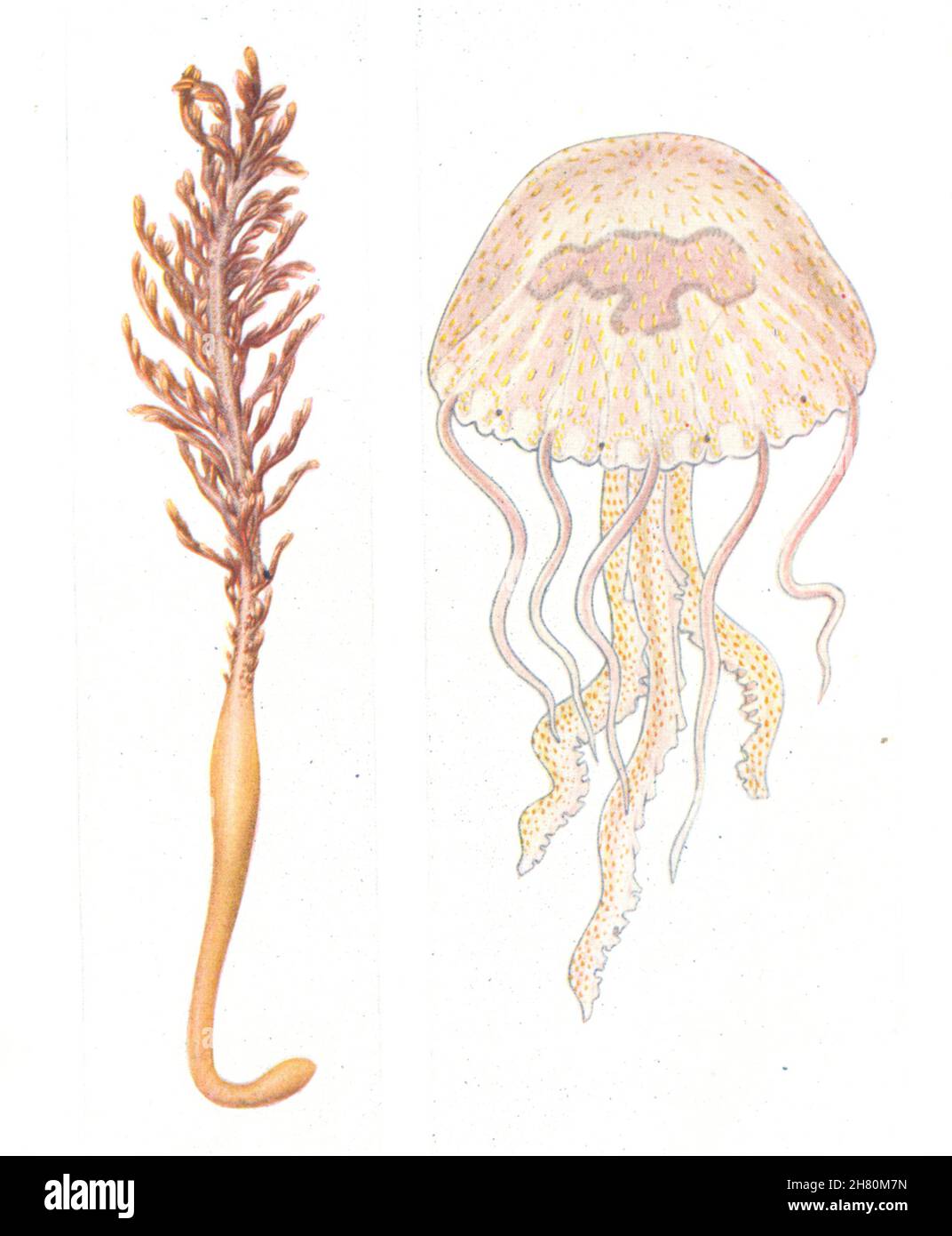 FISH. Pennatula phosphorea. Luminous Sea Pen; Pelagia noctiluca. Jellyfish 1936 Stock Photo