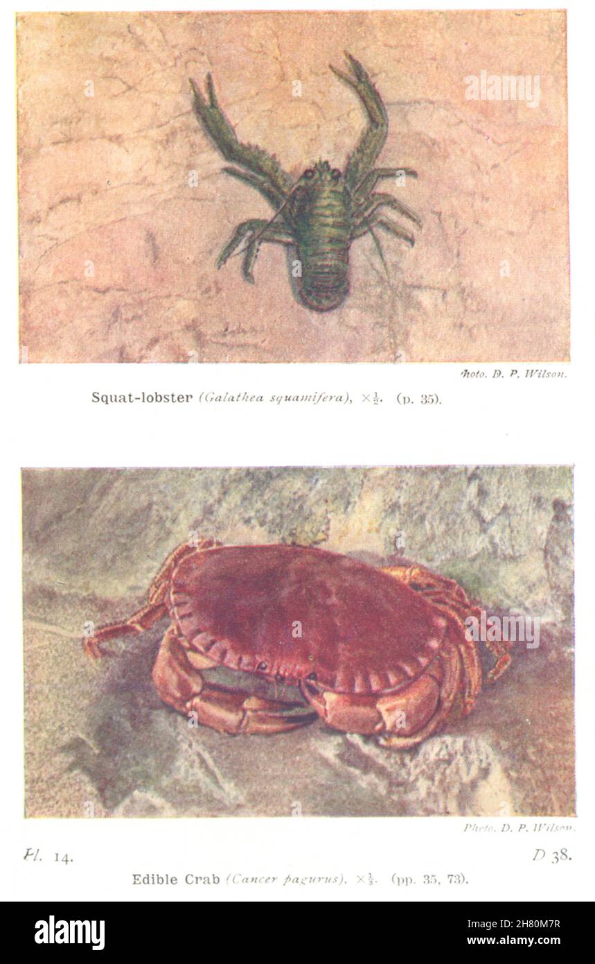 FISH. Squat- Lobster (Galathea Squamifera) ; Edible Crab (Cancer Pagurus)  1936 Stock Photo