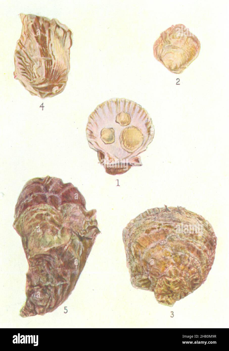 OYSTERS.Spat Native Oyster Scallop shell(Ostrea edulis)Portuguese