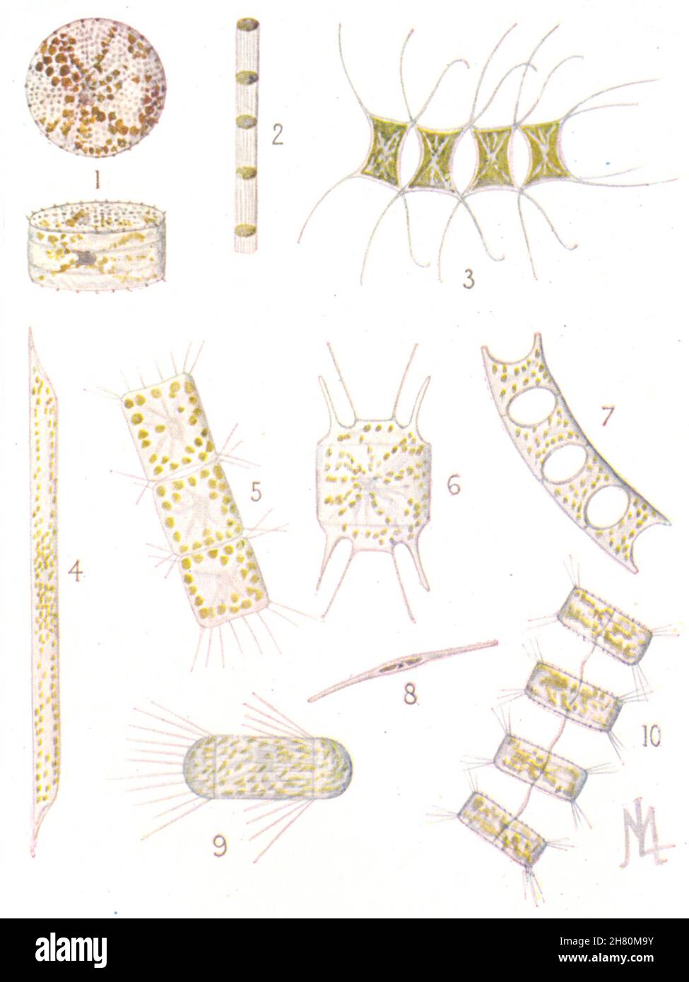 ALGAE.Diatoms,Coscinodiscus excentricus.Skeletonema costatum.Chaetoceros 1936 Stock Photo