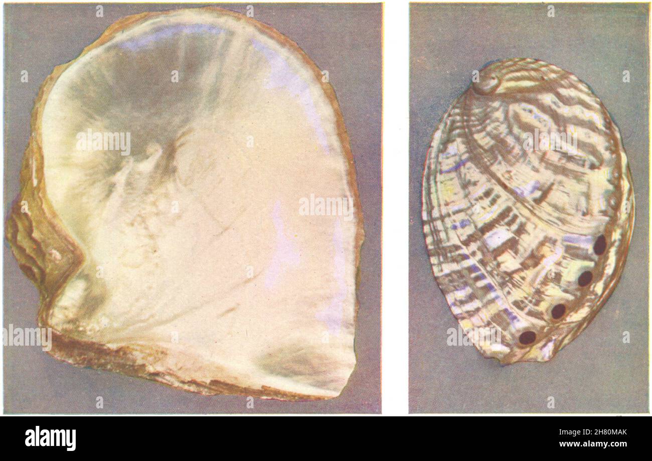 MOLLUSCS. Pearl Oyster (Margaritifera) ; Ormer (Haliotis tuberculata)  1936 Stock Photo