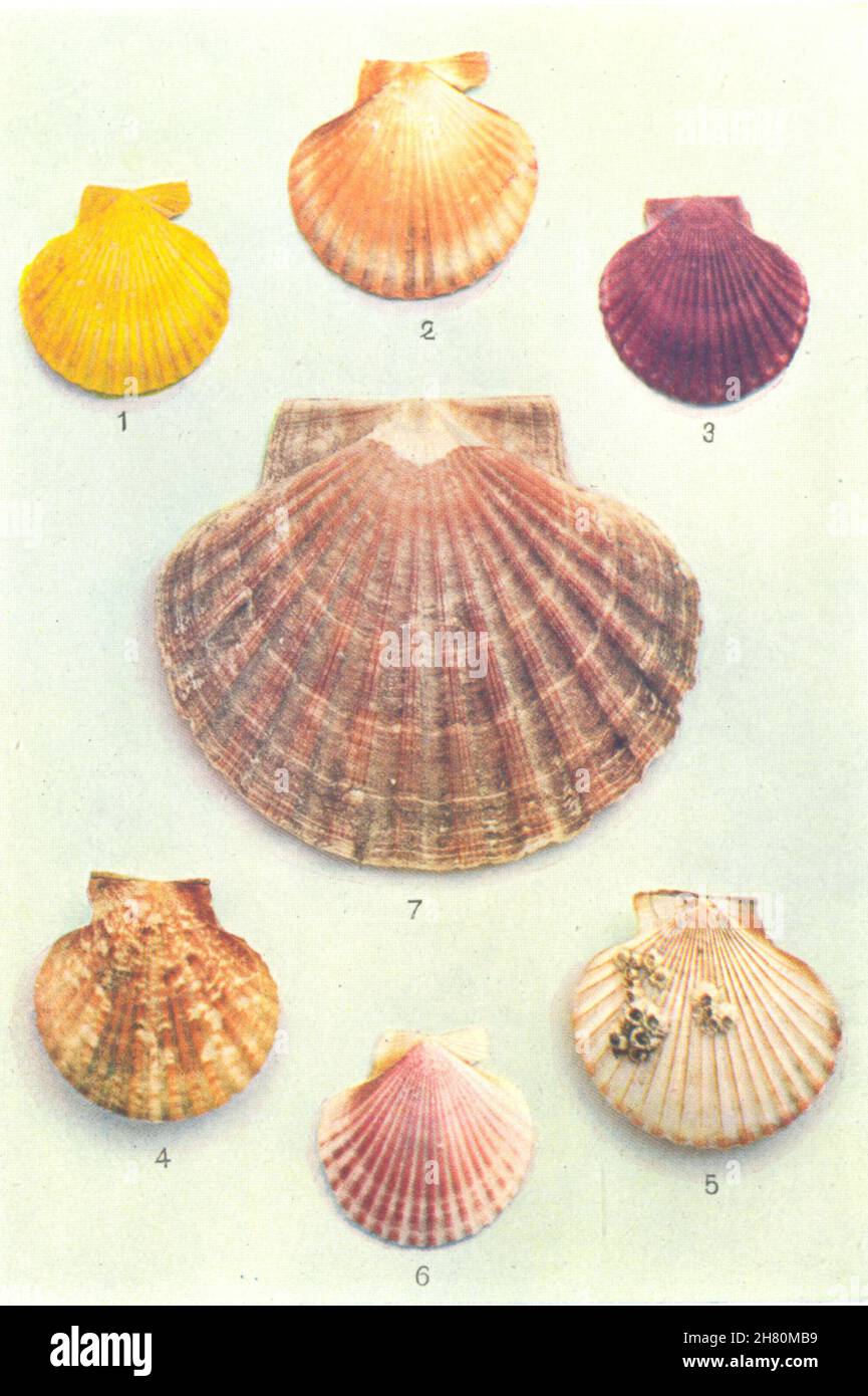 OYSTERS.Spat Native Oyster Scallop shell(Ostrea edulis)Portuguese