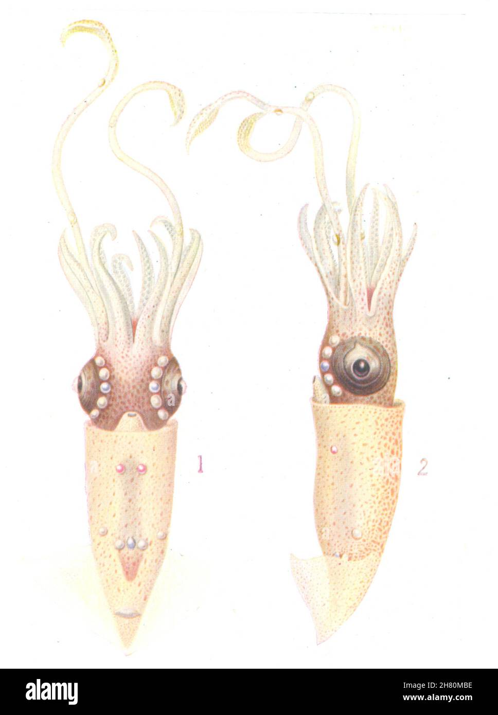 FISH. Deep- Sea squid (Thaumatolampus diadema) with luminous organs 1936 print Stock Photo