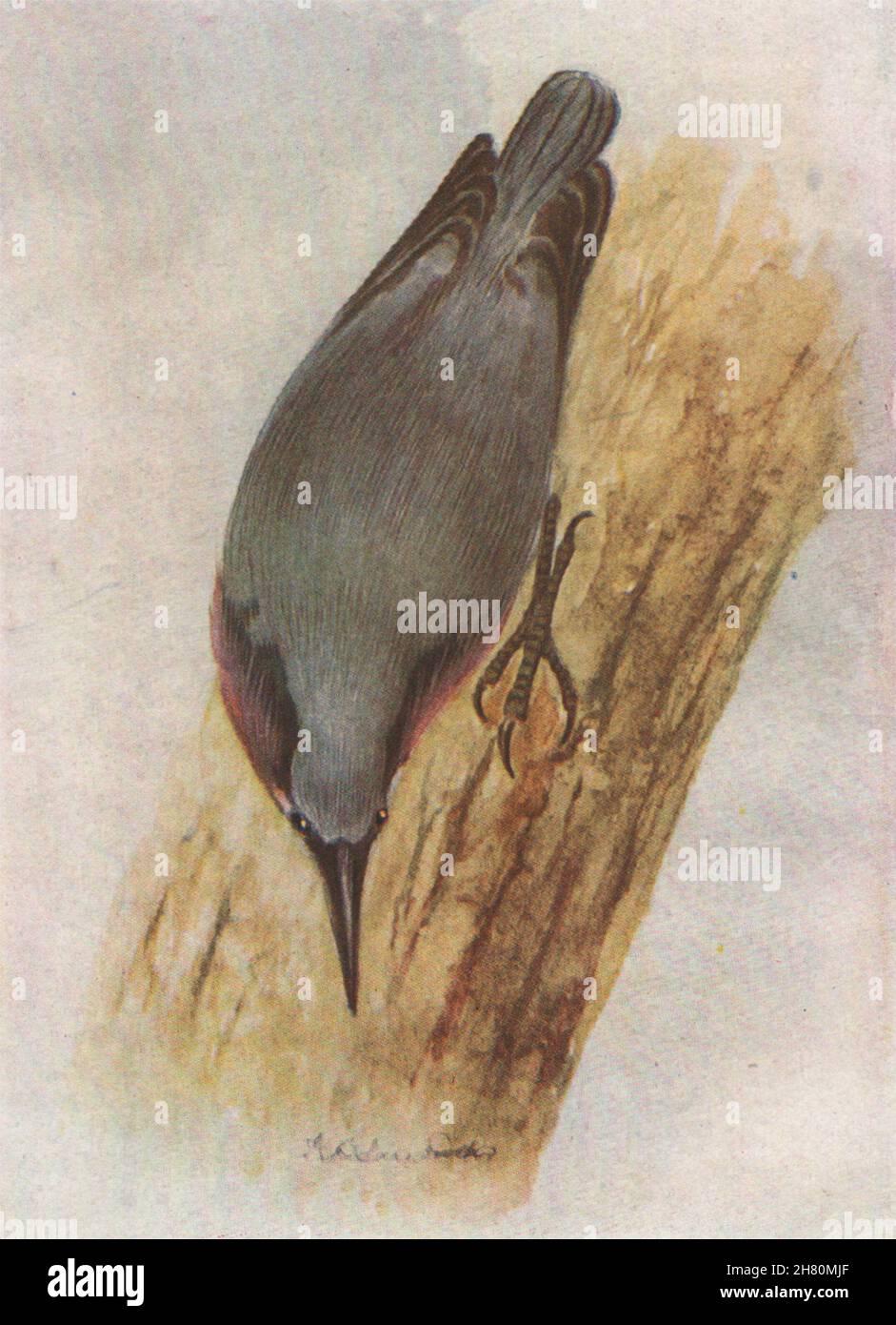 INDIAN BIRDS. The Chestnut-bellied Nuthatch 1943 old vintage print picture Stock Photo