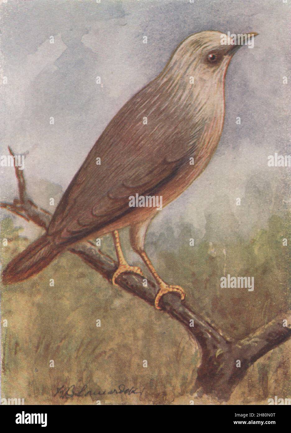 INDIAN BIRDS. The Grey-headed Myna 1943 old vintage print picture Stock Photo