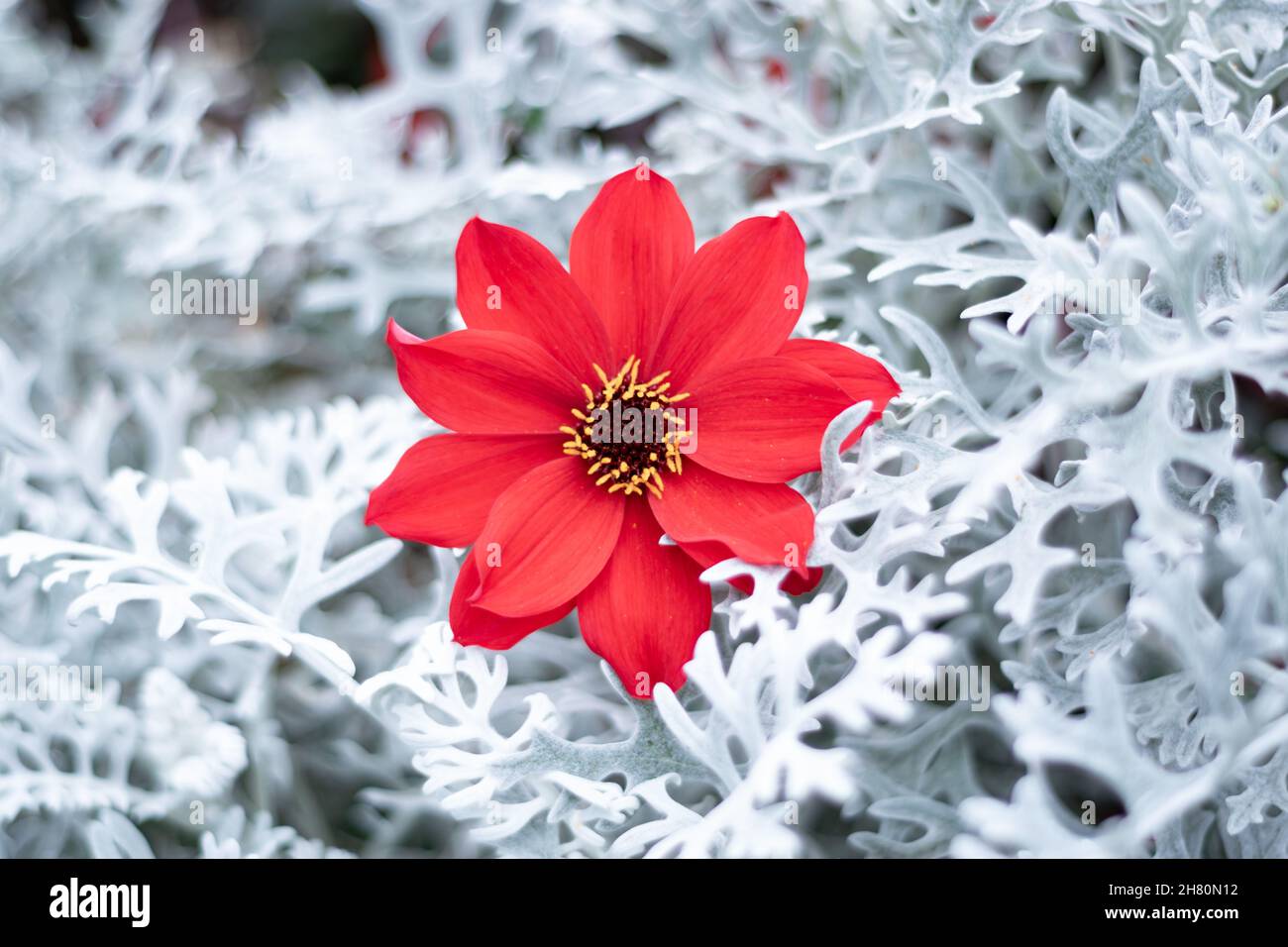 Red flower and cineraria maritima silver dust festive composition, frosty winter Christmas or Valentine holiday card. Stock Photo
