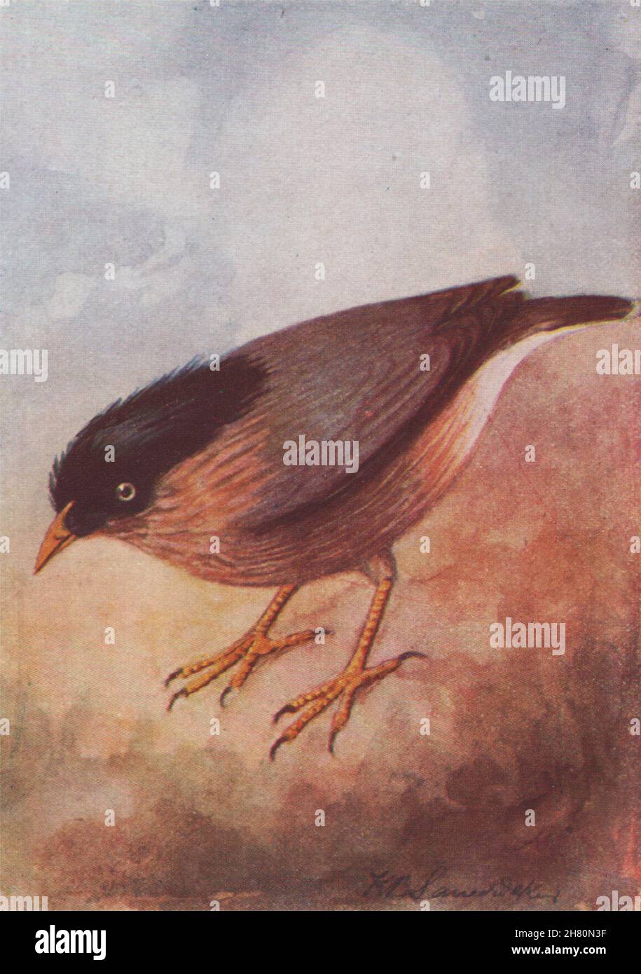 INDIAN BIRDS. The Brahminy or Black-headed Myna 1943 old vintage print picture Stock Photo