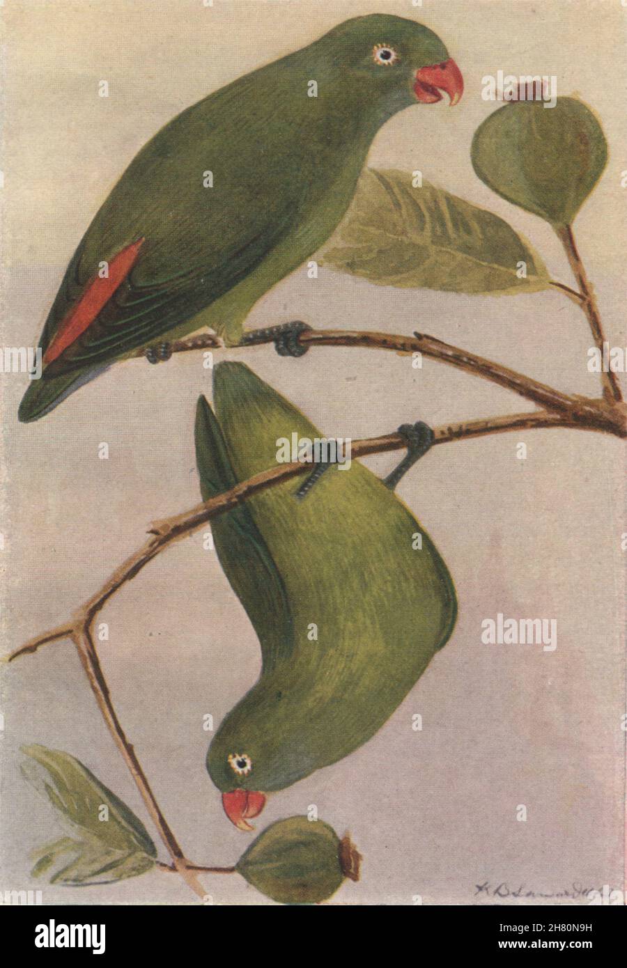 INDIAN BIRDS. The Loriquet 1943 old vintage print picture Stock Photo