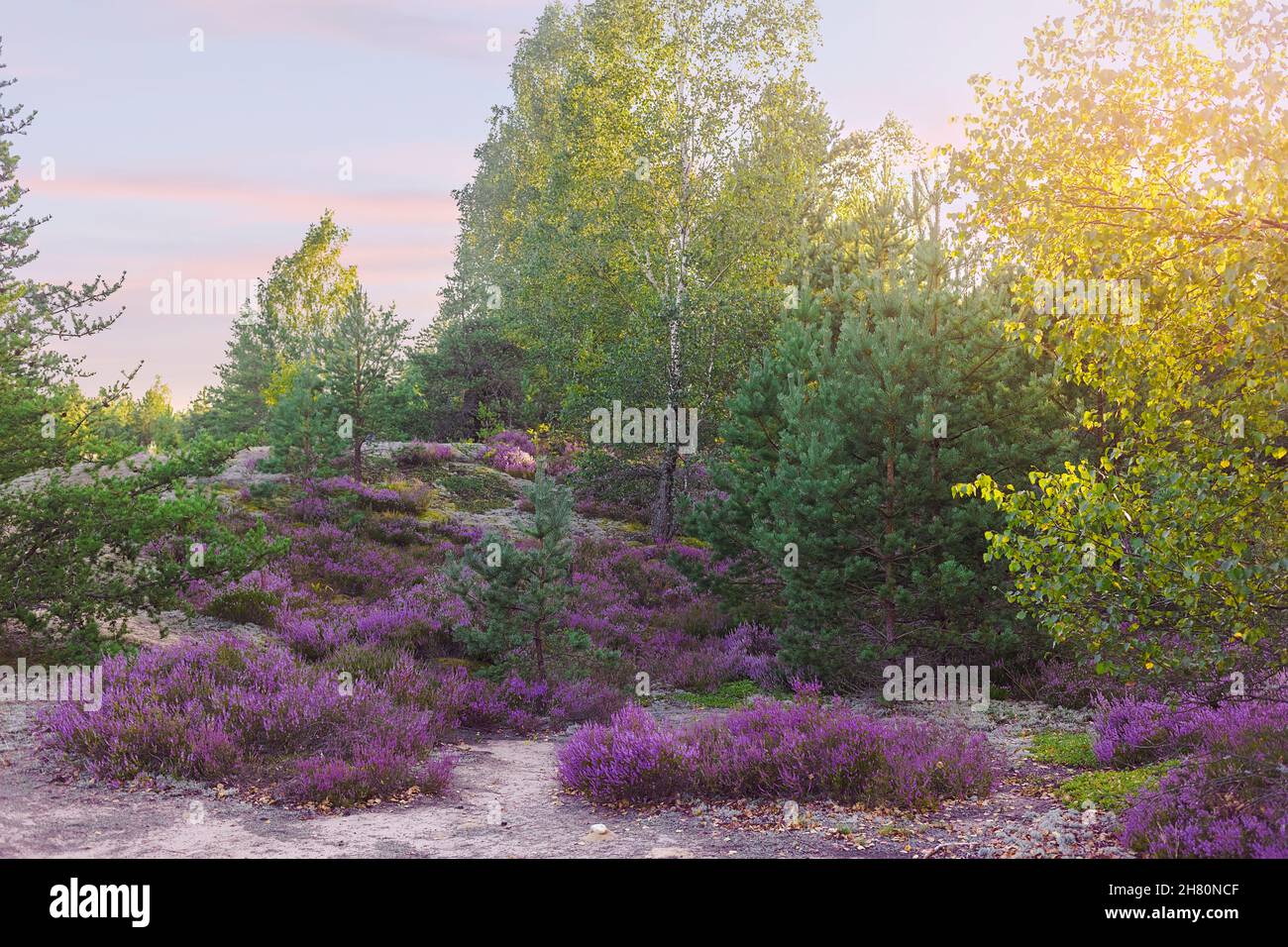 Heather flowering at the edge of forest Stock Photo