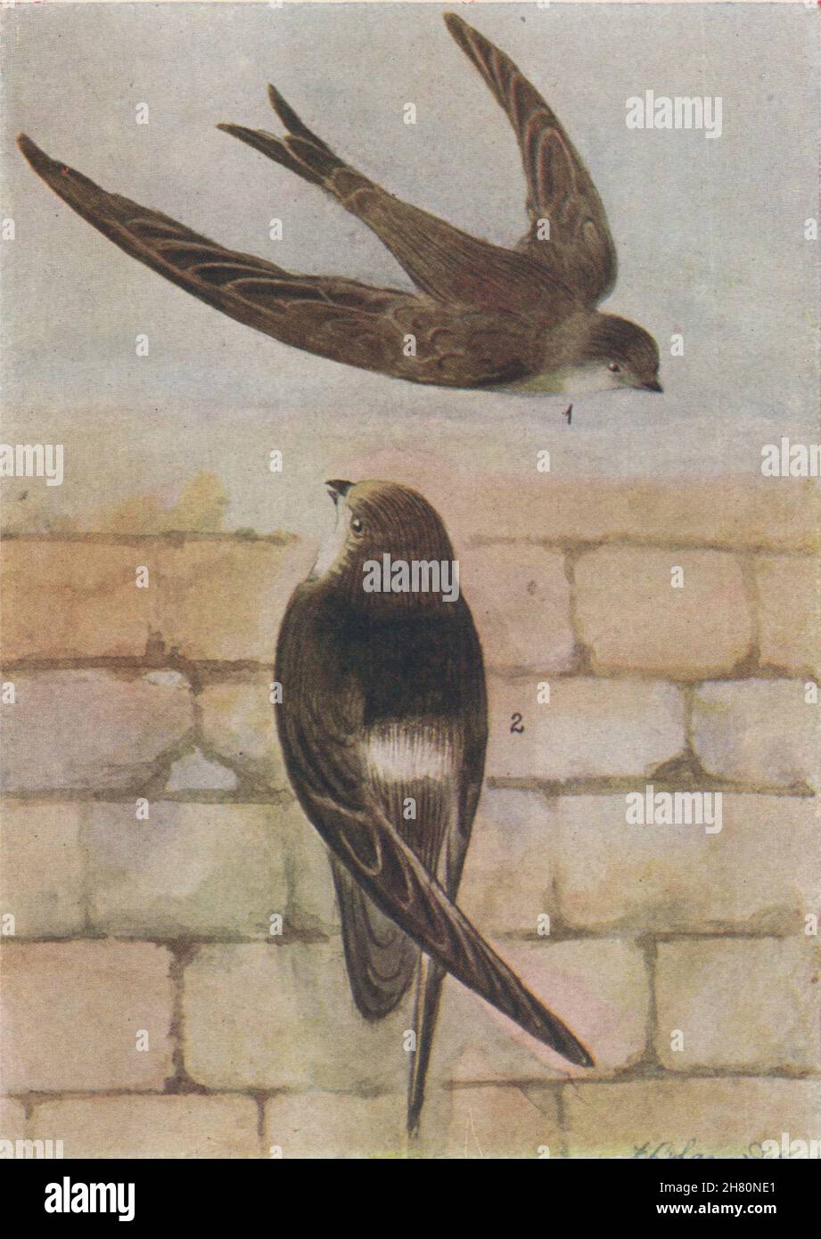 INDIAN BIRDS. 1. The Palm-Swift; 2. The House-Swift 1943 old vintage print Stock Photo
