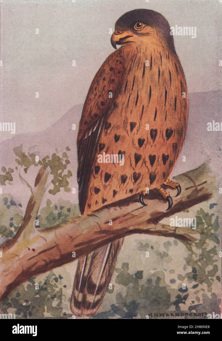 INDIAN BIRDS. The Kestrel 1943 old vintage print picture Stock Photo