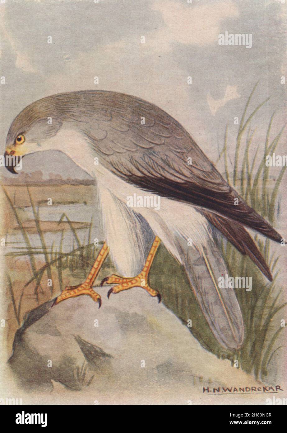 INDIAN BIRDS. The Pale Harrier 1943 old vintage print picture Stock Photo