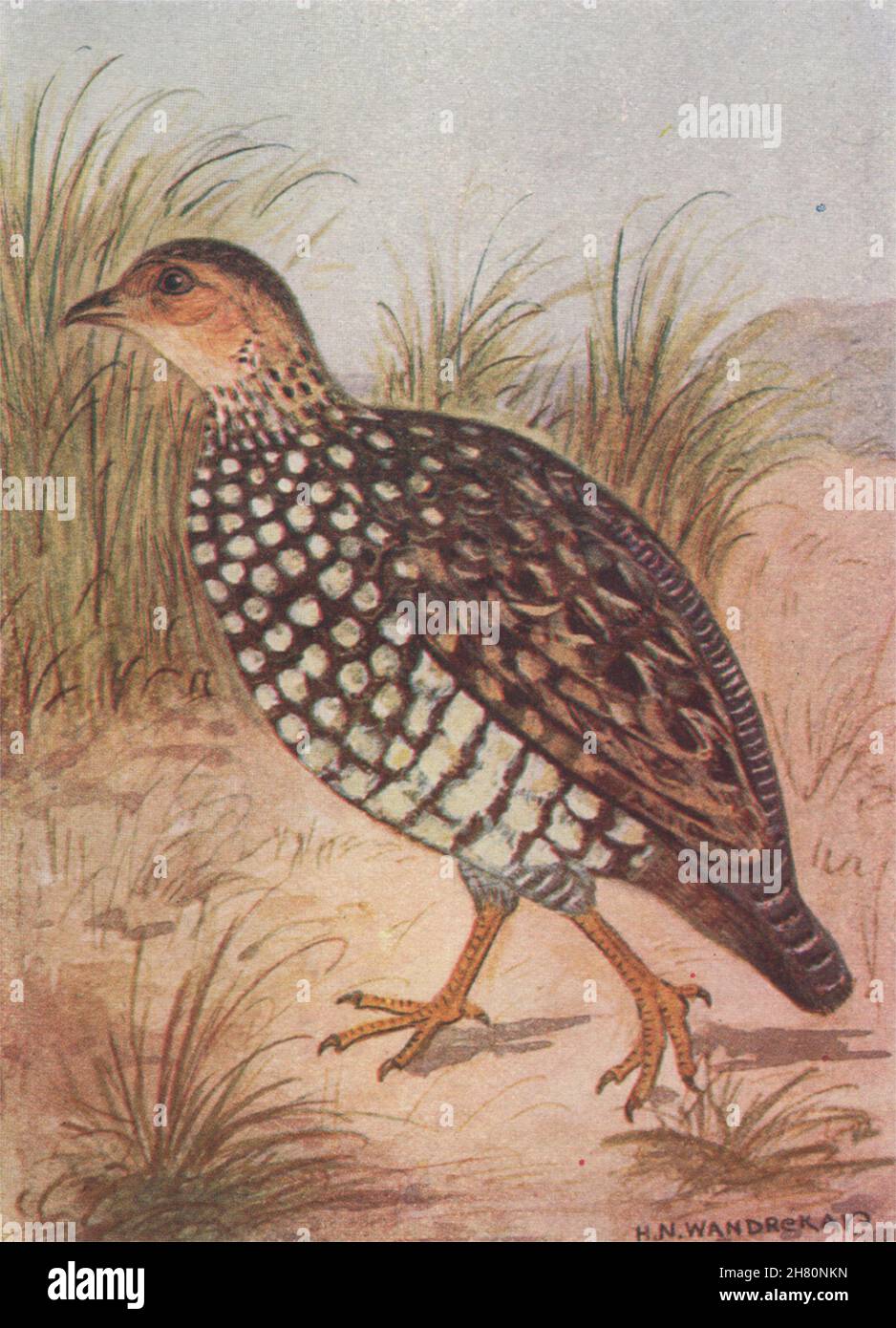 INDIAN BIRDS. The Painted Partridge 1943 old vintage print picture ...