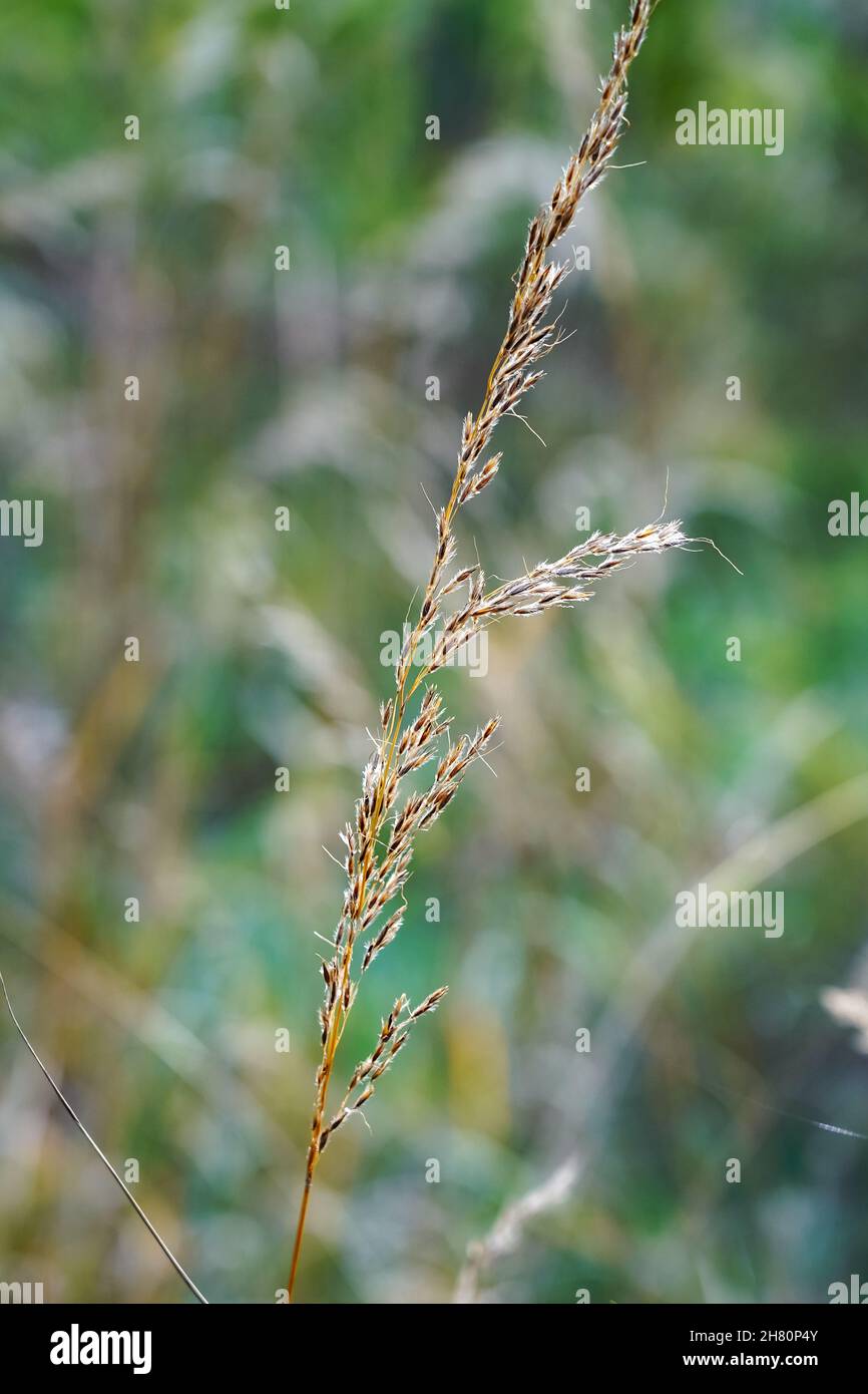 Vertical shot of Indiangrass (Sorghastrum nutans) on the blurred background Stock Photo
