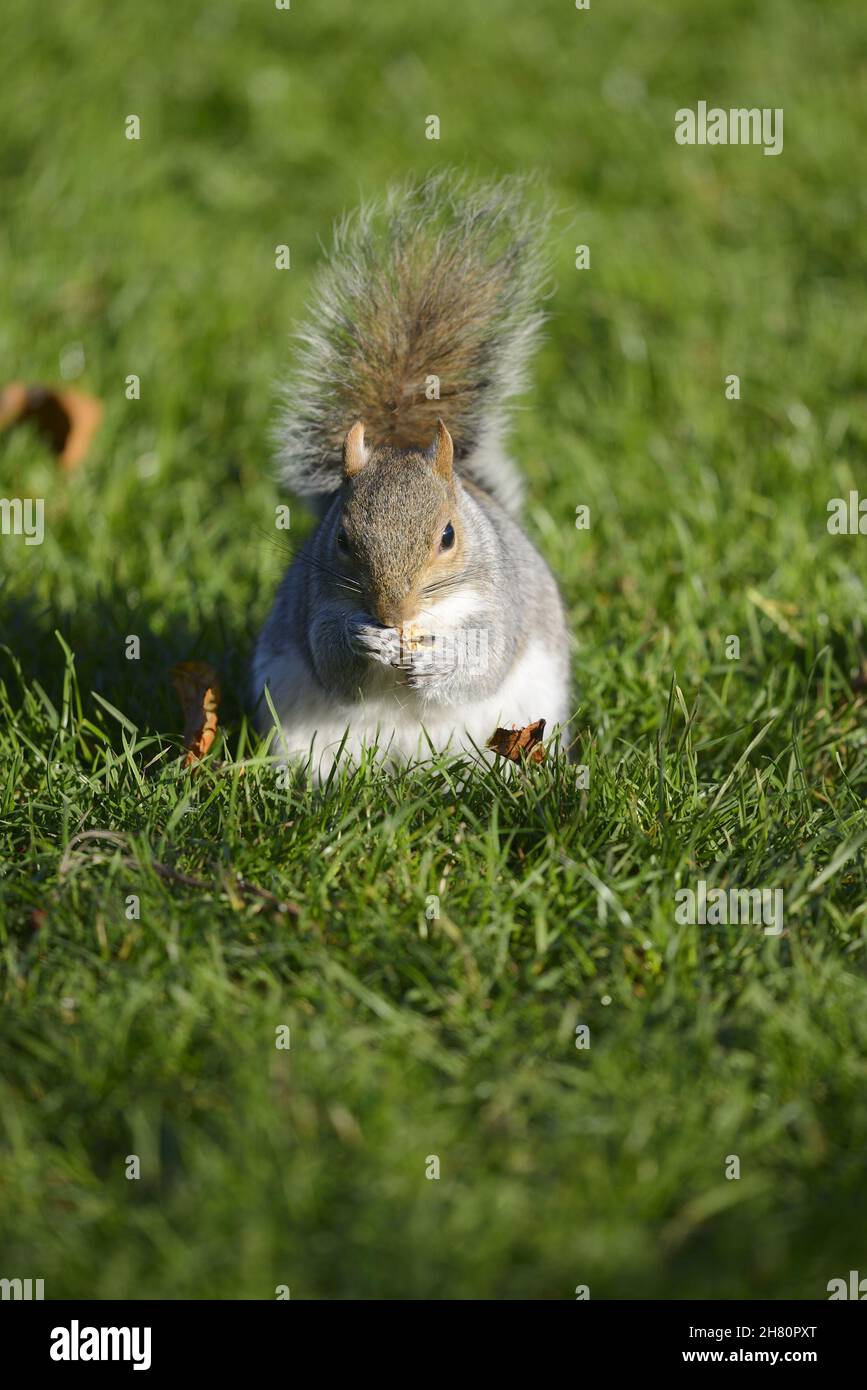 Grey Squirrel (Eastern Grey Squirrel / Gray Squirrel) Sciurus carolinensis. St James's Park, London. UK, Late November 2021 Stock Photo