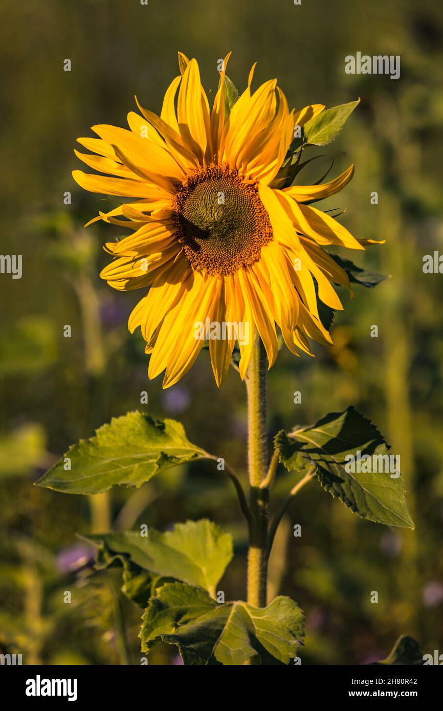 A single striking sunflower stands isolated in front of a sunflower and ...