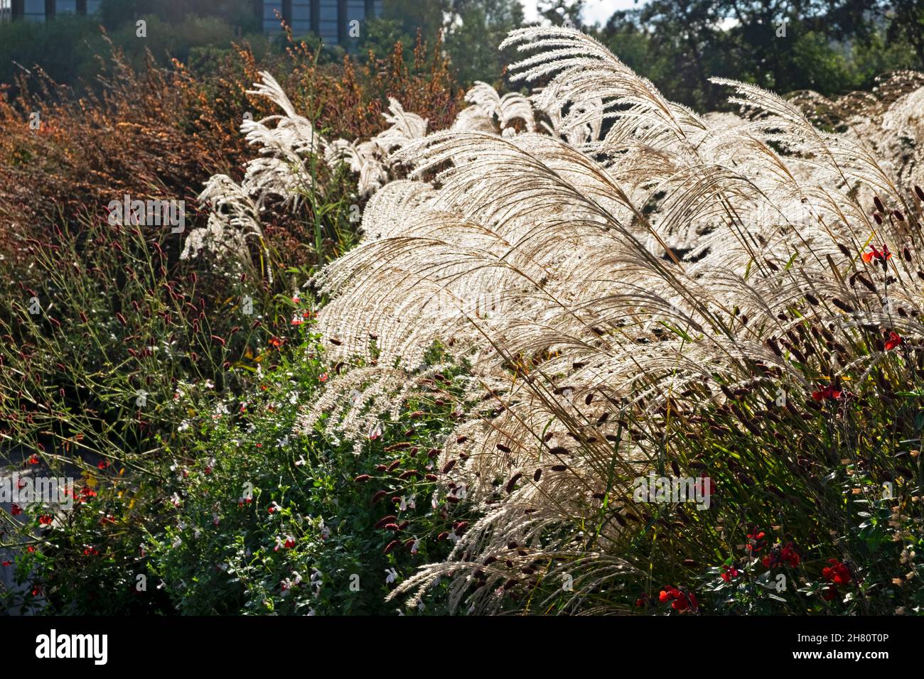 Ornamental Grasses growing in gardens along path at Coal Drops Yard in
