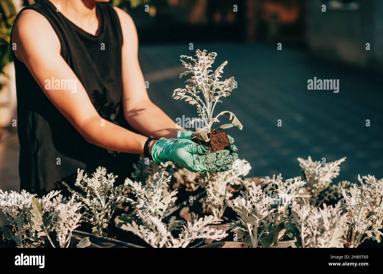 Gardener in blue gloves planting flower into flowerpot. Gardening at spring. Stock Photo
