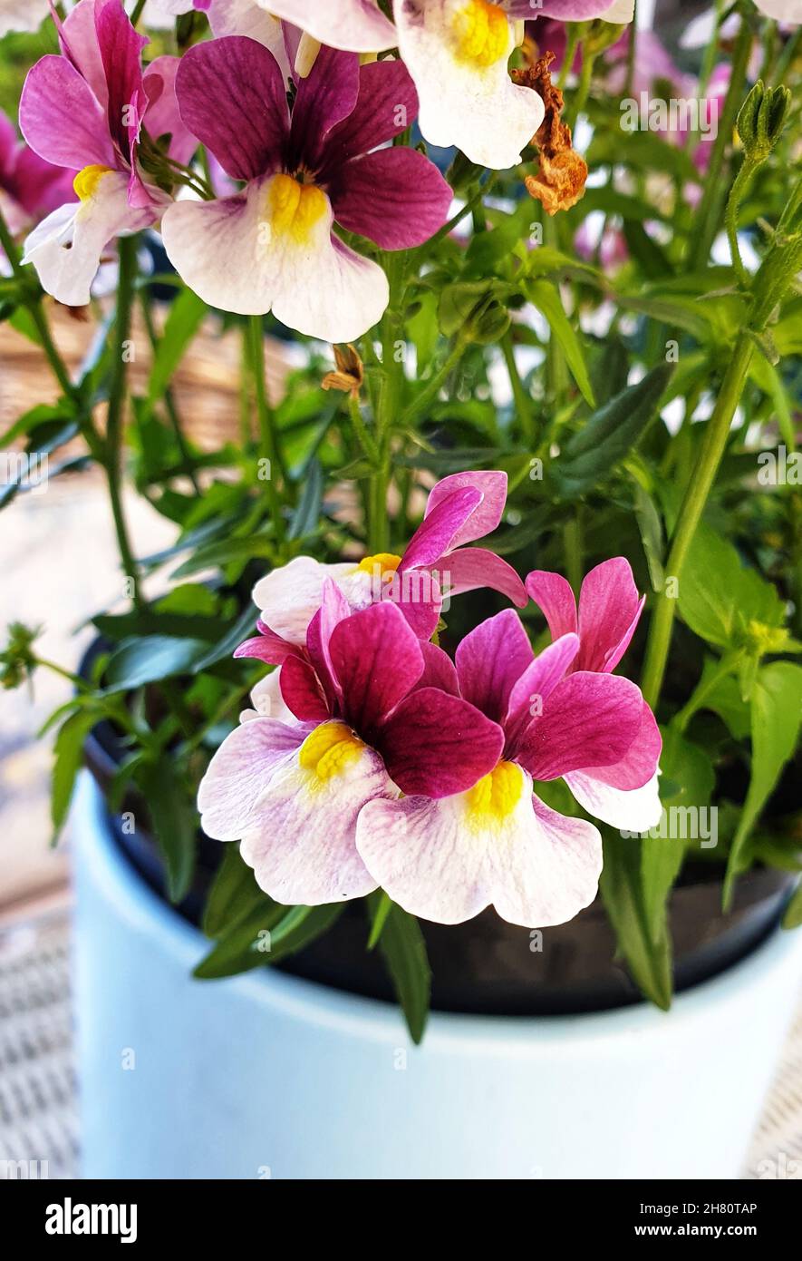 Beautiful purple nemesia flowers Stock Photo - Alamy