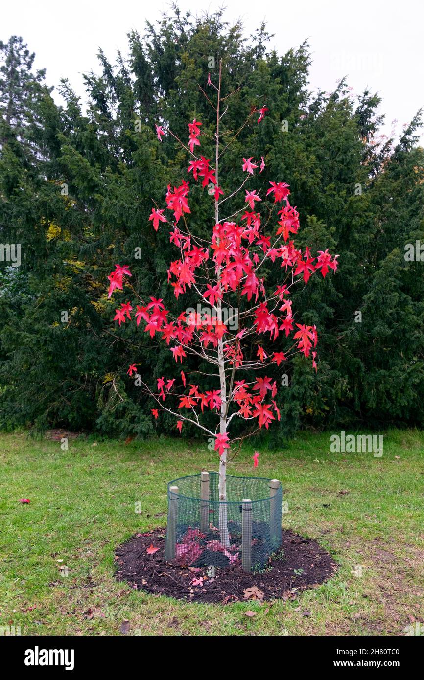 Red liquid amber leaves hires stock photography and images Alamy