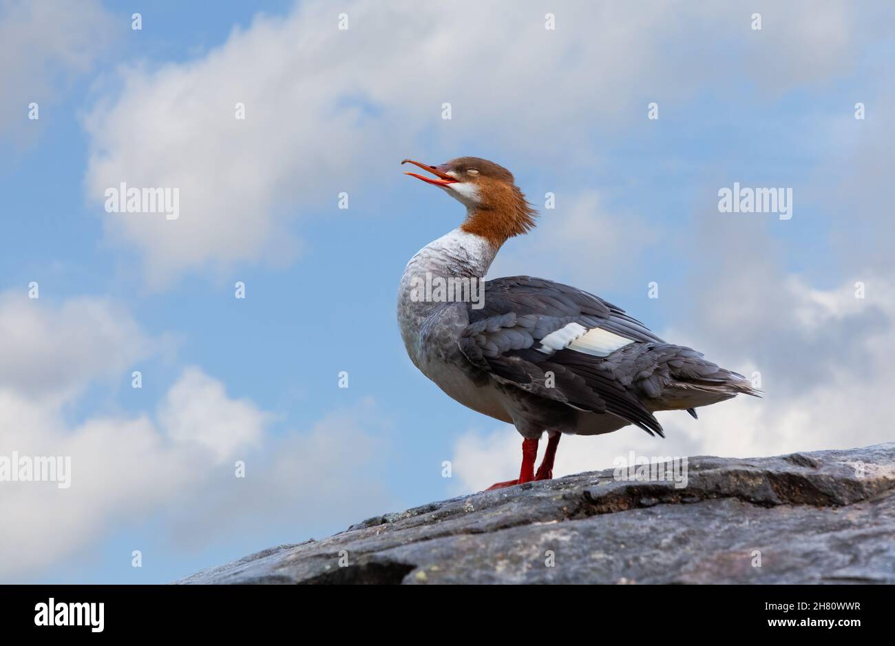 Female goosander standing on a cliff, holding head up.  Blue sky and clouds in the background. Mergus merganser. Stock Photo