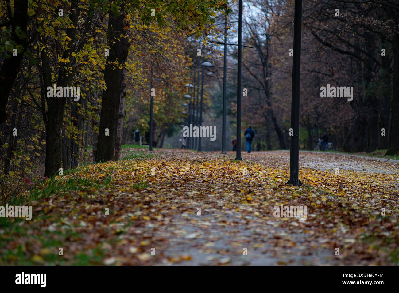 Beautiful shot of fallen autumn leaves on the ground of a park Stock ...