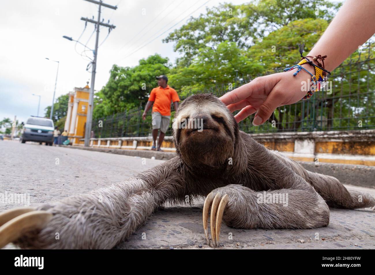 Cartagena de Indias, Colombia - Nov 21, 2010: A sloth, lost on the ...