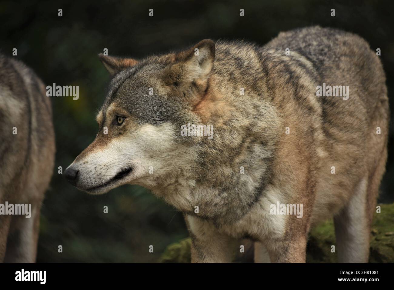 Wolf, Wolves, Wolf pack, watching wolves Stock Photo