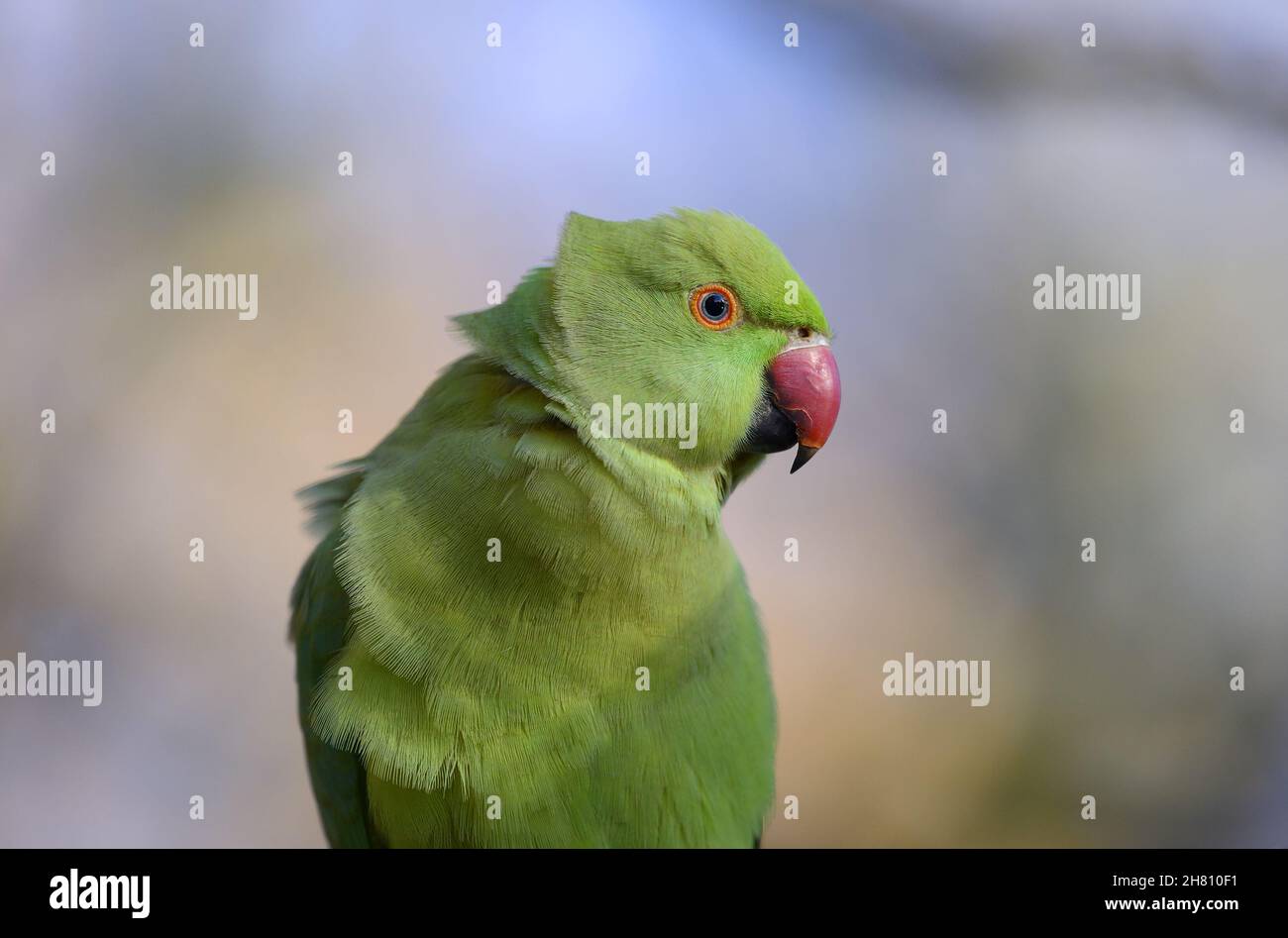 RingNecked Parakeet / Indian RoseRinged Parakeet (Psittacula krameri