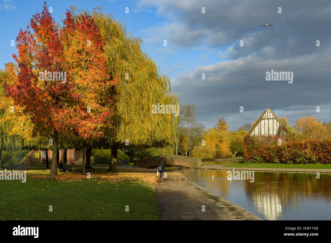Sunny autumnal scene (lady walking by colourful trees, reflections on water, bridge) - picturesque municipal Rowntree Memorial Park, York, England UK. Stock Photo