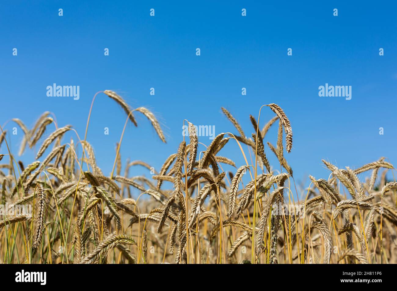 Gold ears of wheat against a clear blue sky soft focus, closeup ...